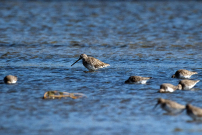 Gediz'de doğa tarihine yeni kayıt