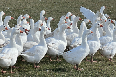 “Kar Yemeden Kaz Kesilmez” geleneği Kars’ta devam ediyor