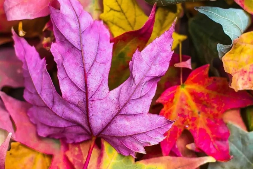 Kasım Ayı Geldi! Bu Ay Sevdiklerinize Hangi Mesajları Göndermelisiniz?