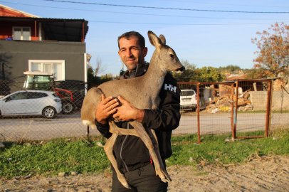 Yangından kaçan karaca, Çanakkale köyünde sevgiyle büyüyor