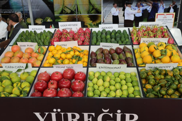 Adana’da tropikal meyve şaşkınlığı Ejder meyvesi, mango ve avokado yoğun ilgi gördü 3