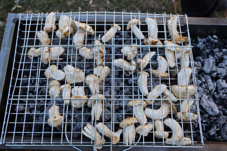 Kilosu etle yarışan “beyaz altın” sedir mantarı Japonların ve Korelilerin gözdesi oldu 3