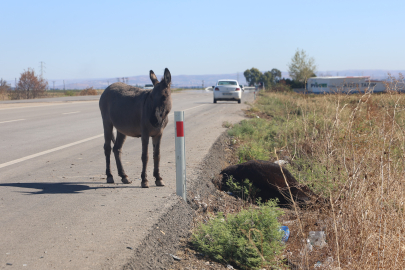 Telef olan eşeğin sıpası, ölü annesinin başında saatlerce bekledi