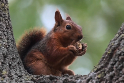 Samsun Alaçam’da Geyikkoşan Mesire Alanı’nda sincaplar doğaya renk katıyor