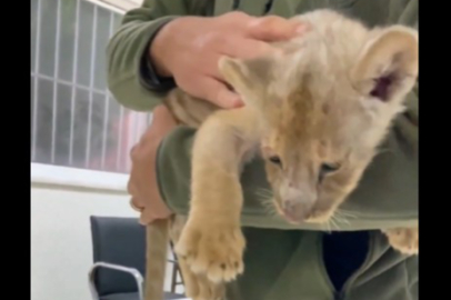İstanbul Tuzla’da yasa dışı getirilen Afrika aslanı yavrusuna el konuldu!