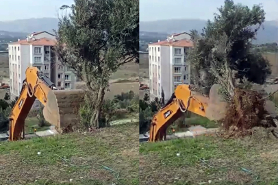 Antakya’nın hafızası zeytin ağaçları sökülüyor