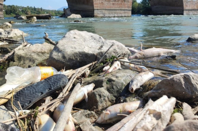 Ceyhan Nehri'ndeki toplu balık ölümlerinin nedeni ağır metal çıkmadı
