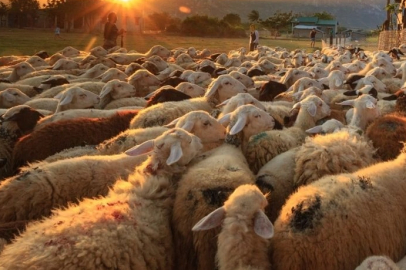 2026 Kurban Bayramı ne zaman? Tatil kaç gün sürecek?