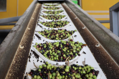 Adana'da zeytinin yağ yolculuğu başladı