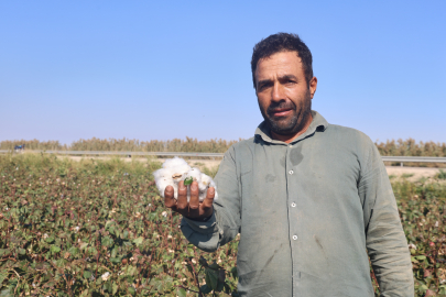 Beyaz altın pamukta rekolte geçen yıla göre düştü