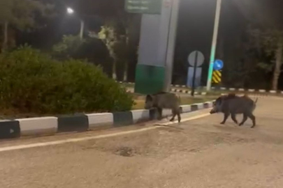 Çukurova Üniversitesi yerleşkesinde domuz sürüsü şaşkınlık yarattı