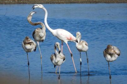 Flamingolar, Türkiye’den Arnavutluk’a iz bırakıyor