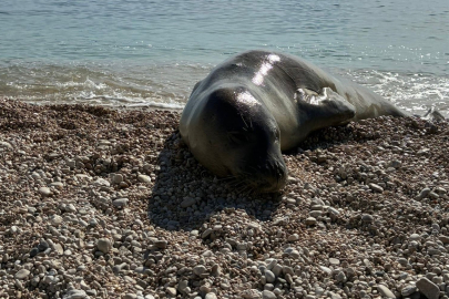 Kaş’ta sahilde dinlenen Akdeniz foku tekrar sulara döndü