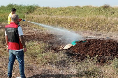 Adana genelinde Akdeniz meyve sineğiyle mücadele devam ediyor