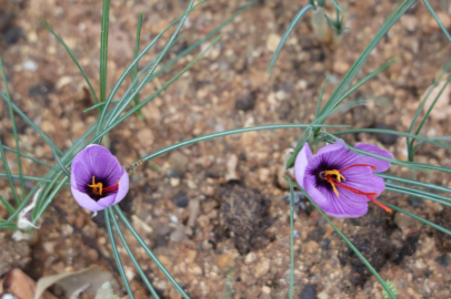 Dünyanın en pahalı baharatı safran Adana'da hasat edildi