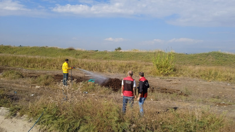 Adana’nın Seyhan ilçesinde, meyvecilik alanlarında ciddi ekonomik kayıplara yol açan Akdeniz meyve sineği zararlısına karşı ilaçlama çalışmaları gerçekleştirildi. Adana İl Tarım ve Orman Müdürlüğü koordinasyonunda yürütülen çalışmalar kapsamında, zararlının konukçuluk yaptığı hayvan gübrelikleri hedef alınarak ilaçlama yapıldı. Müdürlük yetkilileri, Adana genelinde Akdeniz Meyve Sineği’ne karşı bütüncül mücadelenin devam ettiğini, yerel yönetimlerle iş birliği içinde tarım alanlarının korunmasına yönelik faaliyetlerin sürdürüldüğünü bildirdi.