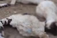 Şanlıurfa’da başıboş köpekler ahıra saldırdı: 5 koyun telef oldu