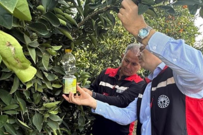 Adana’da narenciyede Akdeniz Meyve sineğiyle mücadele hız kazandı