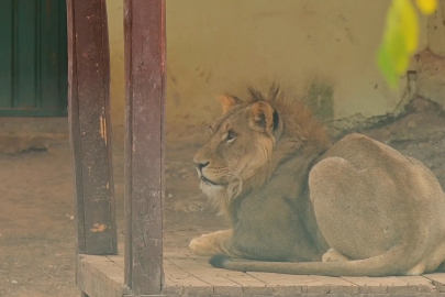 Gaziantep Doğal Yaşam Parkı ara tatilde ziyaretçi akınına uğradı: 325 bin kişi gezdi
