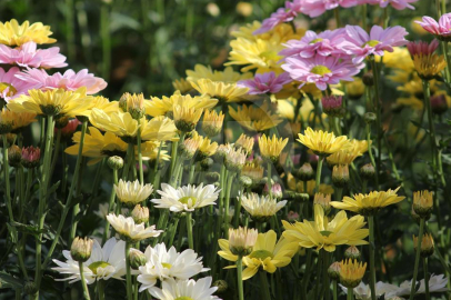 Renkleriyle anlam taşıyan kasımpatı, sonbaharın en çok tercih edilen çiçeği oldu