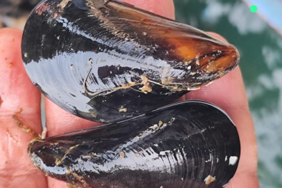 İstanbul'daki gıda zehirlenmesi ve kaçak midye gerçeği