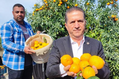 Tarım işçilerinin grevi mandalinayı dalında bıraktı: Kilosu 3 liraya kadar geriledi