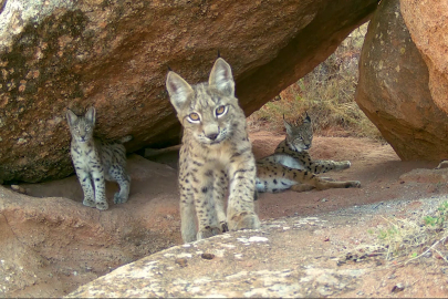 Ormanın gizemli yırtıcıları yavrularıyla görüntülendi