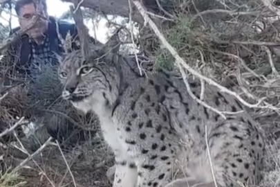 Van’da nesli tehlike altında olan vaşak görüldü