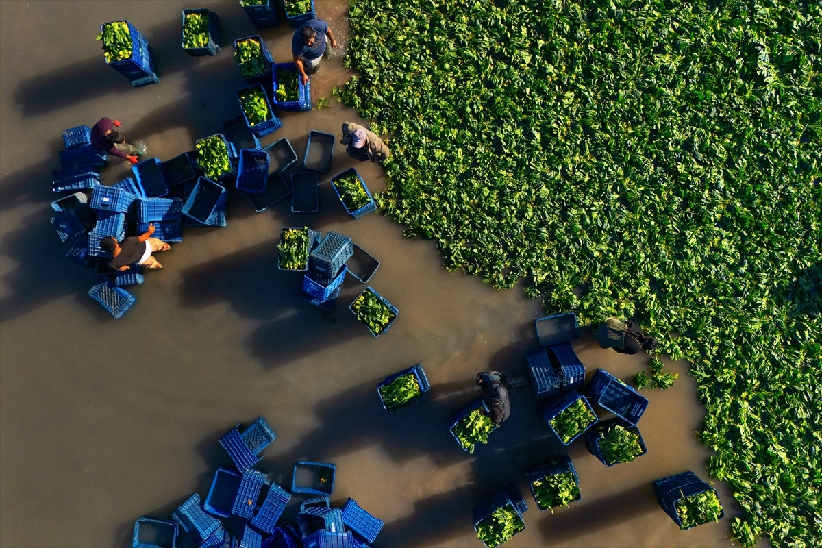 Kadirli'de hasadı yapılan ıspanakların yıkama ve temizleme süreci