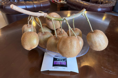 Çarşamba’da 180 gramlık kivi tescillendi