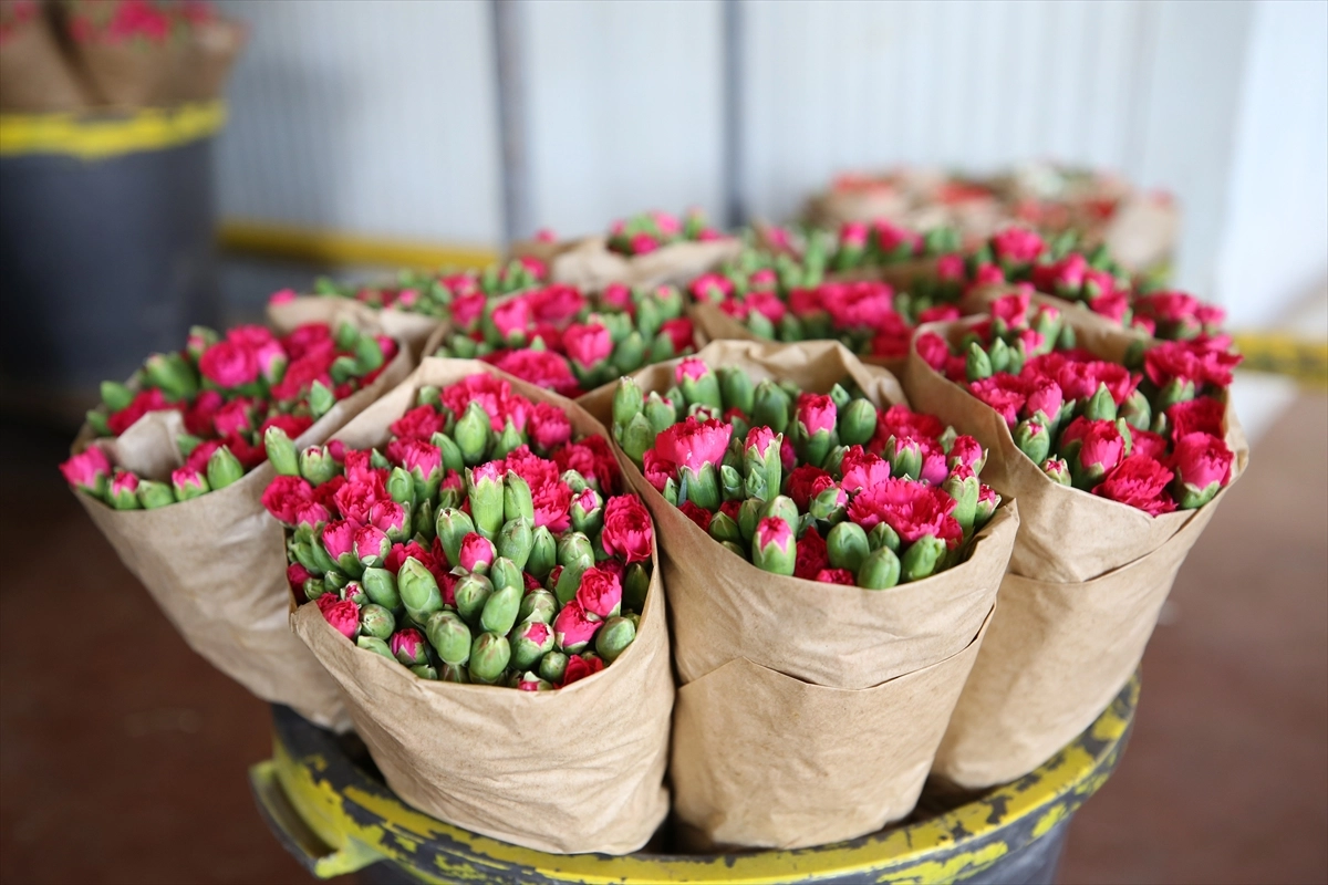 Çiçek ihracatında büyük dönüşüm: Karanfilin yanına 10’dan fazla yeni tür eklendi