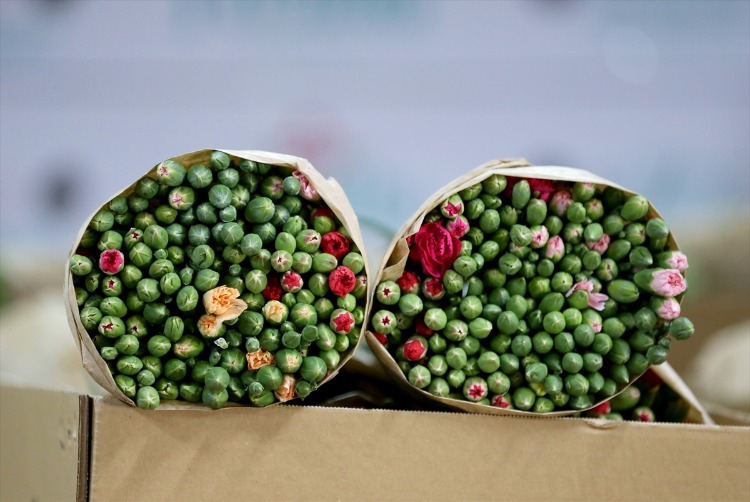 Hangi çiçekler ihraç ediliyor? İşte yeni yıldızlar