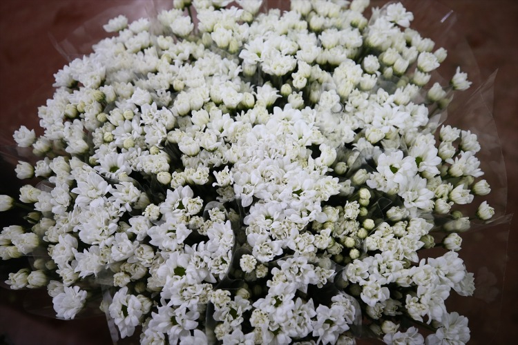 Gölhisar yeni merkez oluyor: 200 dönümlük kesme çiçek üretimi başladı