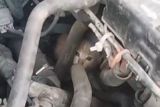 Sıcaklık düşünce kediler araç motorlarına sığınıyor: Aracı çalıştırmadan önce kontrol edin!