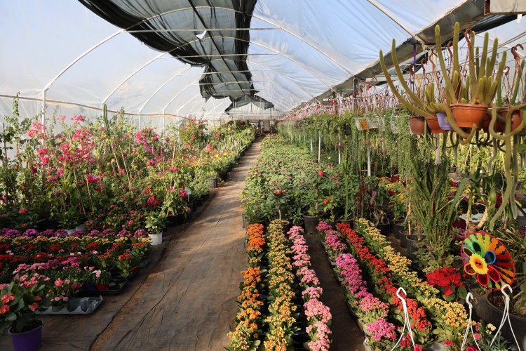 Adana’da Öğretmenler Günü öncesi saksı çiçeklerine ilgi arttı 2