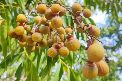 Bu ceviz yenmiyor, temizliyor, cildi güzelleştiriyor