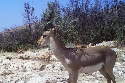 Dağ ceylanı kamufle oldu, tilki, kurt ve engerek kayda girdi
