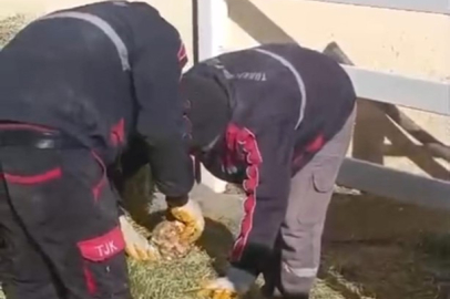 TJK Şanlıurfa Hara ve Aşım İstasyonu'nda skandal görüntüler