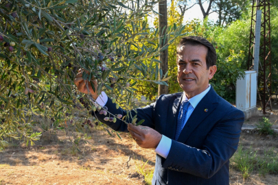 Antalya’da zeytinyağı kalite yarışması başlıyor