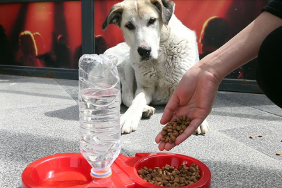 İstanbul Valiliği’nden sahipsiz köpeklerin kontrolsüz beslenmesine yasak