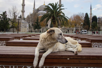  İstanbul Valiliği’nden yeni düzenleme: Sokak köpeklerine kontrolsüz besleme yasağı