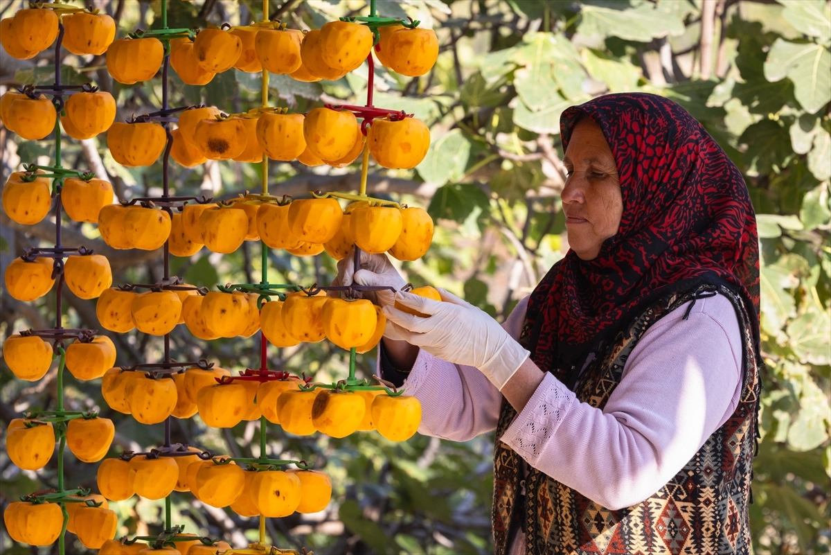 Kozan’da cennet hurması hasadı başladı: “Sarı altın” gelir kaynağı oldu