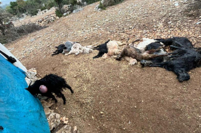 Tarsus’ta yabani hayvan saldırısı: 12 küçükbaş telef oldu
