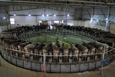 TİGEM’den büyük ihale: 2026 yılında 74 bin 665 ton inek sütü satışa sunulacak