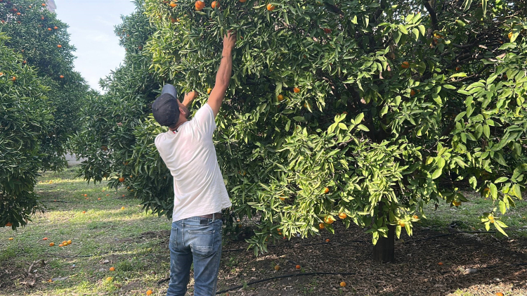 Hatay İskenderun’da Narenciye Festivali Vatandaşlar dalından ücretsiz topladı 2