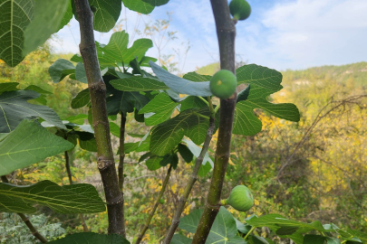 Kadirli’de mevsim şaşkınlığı: Aralık ayında incirler yeniden meyve verdi