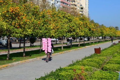 Adana Büyükşehir Belediye Meclisi’nde turunç ağaçlarının kesilmesi tartışma yarattı