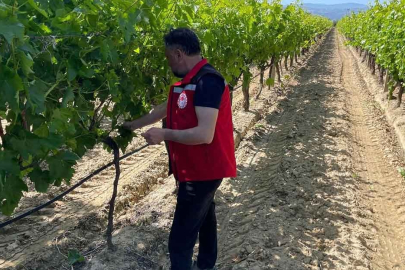 Adana’da hasat öncesi pestisit denetimi yapıldı