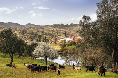 İklim değişikliğine direnen zeytinlikler, geleceğe umut oluyor
