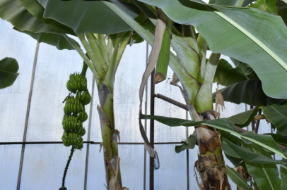 Mersin'de ilginç hırsızlık: Hırsızlar muz ve avokado hasadı yaptı